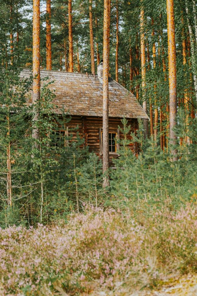 Koka mājiņa augstu priežu ielokā